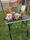 Maltipoo Puppies for sale in Fullerton, CA, USA. price: $1,000