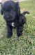 Maltipoo Puppies for sale in Ontario, CA, USA. price: $300