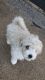 Maltipoo Puppies for sale in Garland, TX, USA. price: NA