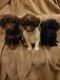 Maltipoo Puppies for sale in Grandville, MI, USA. price: $2,000