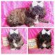 Maltipoo Puppies for sale in Taylor, TX 76574, USA. price: $2,000