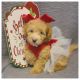 Maltipoo Puppies for sale in Taylor, TX 76574, USA. price: $3,000