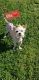 Maltipoo Puppies for sale in Jackson, TN, USA. price: NA