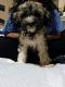 Maltipoo Puppies for sale in Stafford, TX 77477, USA. price: $500