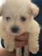 Maltipoo Puppies for sale in 2610 W Thunderbird Rd, Phoenix, AZ 85023, USA. price: $700