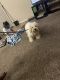 Maltipoo Puppies for sale in Pasadena, TX 77505, USA. price: NA