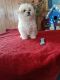 Maltipoo Puppies for sale in Ligonier, IN 46767, USA. price: NA