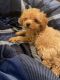 Maltipoo Puppies for sale in Van Nuys, Los Angeles, CA, USA. price: $1,500