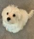 Maltipoo Puppies for sale in McKnight, PA 15237, USA. price: $750
