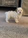 Maltipoo Puppies for sale in Milpitas, CA 95035, USA. price: NA