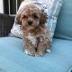 Maltipoo Puppies for sale in New Jersey Turnpike, Kearny, NJ, USA. price: $560