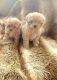 Maltipoo Puppies for sale in Stockton, CA, USA. price: $1,250