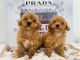 Maltipoo Puppies for sale in New York Stock Exchange, 20 Broad St, New York, NY 10005, USA. price: NA