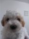 Maltipoo Puppies for sale in Bakersfield, CA 93307, USA. price: $450