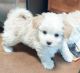 Maltipoo Puppies for sale in Tucson, AZ, USA. price: $1,200