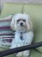 Maltipoo Puppies for sale in Las Vegas, NV, USA. price: $1,000