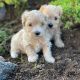 Maltipoo Puppies for sale in California City, CA, USA. price: $700
