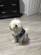 Maltipoo Puppies for sale in Fort Lauderdale, FL, USA. price: $500