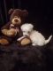 Maltipoo Puppies for sale in Phoenix, AZ, USA. price: $1,000