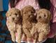 Maltipoo Puppies for sale in Ripon, CA 95366, USA. price: $1,599