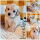 Maltipoo Puppies for sale in Fort Wayne, IN 46845, USA. price: $500