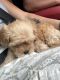 Maltipoo Puppies for sale in St. Petersburg, FL, USA. price: $2,500