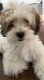 Maltipoo Puppies for sale in Houston, TX 77099, USA. price: $800