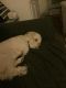 Maltipoo Puppies for sale in Clearwater, FL, USA. price: $500