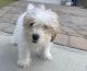 Maltipoo Puppies for sale in Orlando, FL, USA. price: $750
