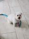 Maltipoo Puppies for sale in Hialeah, FL, USA. price: NA