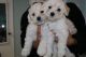 Maltipoo Puppies for sale in San Antonio, TX, USA. price: $800