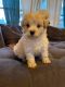 Maltipoo Puppies for sale in Fort Myers, FL, USA. price: $1,800
