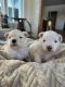 Maltipoo Puppies for sale in Brainerd, MN 56401, USA. price: $1,500