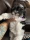 Maltipoo Puppies for sale in Greenville, SC, USA. price: $750
