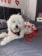 Maltipoo Puppies for sale in Garden Grove, CA, USA. price: NA
