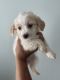 Maltipoo Puppies for sale in Orlando, FL, USA. price: $1,500
