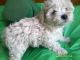 Maltipoo Puppies for sale in Ilion, NY 13357, USA. price: $850