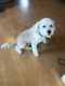 Maltipoo Puppies for sale in Perry County, PA, USA. price: $400