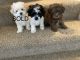 Maltipoo Puppies for sale in Preston, ID 83263, USA. price: $1,000