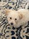 Maltipoo Puppies for sale in Grand Junction, CO, USA. price: $600