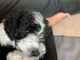 Maltipoo Puppies for sale in Manvel, TX, USA. price: $1,750
