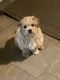 Maltipoo Puppies for sale in Tracy, CA, USA. price: $2,500