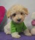 Maltipoo Puppies for sale in Rochester, MN, USA. price: $425