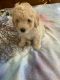 Maltipoo Puppies for sale in Des Moines, IA, USA. price: $450
