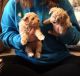 Maltipoo Puppies for sale in Columbus, NE 68601, USA. price: NA