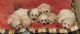 Maltipoo Puppies for sale in Pittsburg, CA, USA. price: $600