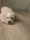 Maltipoo Puppies for sale in Ontario, CA, USA. price: $500