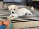 Maltipoo Puppies for sale in Peoria, AZ, USA. price: $500