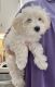 Maltipoo Puppies for sale in Navasota, TX 77868, USA. price: $1,500