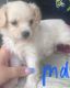 Maltipoo Puppies for sale in Adelanto, CA, USA. price: $250